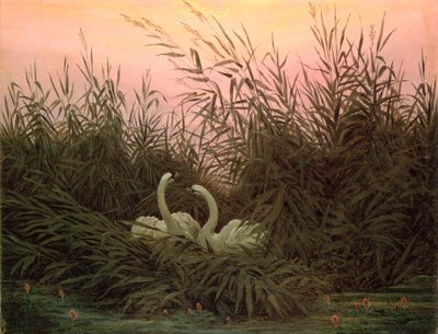 Swans in the Reeds, c.1820 by Caspar David Friedrich